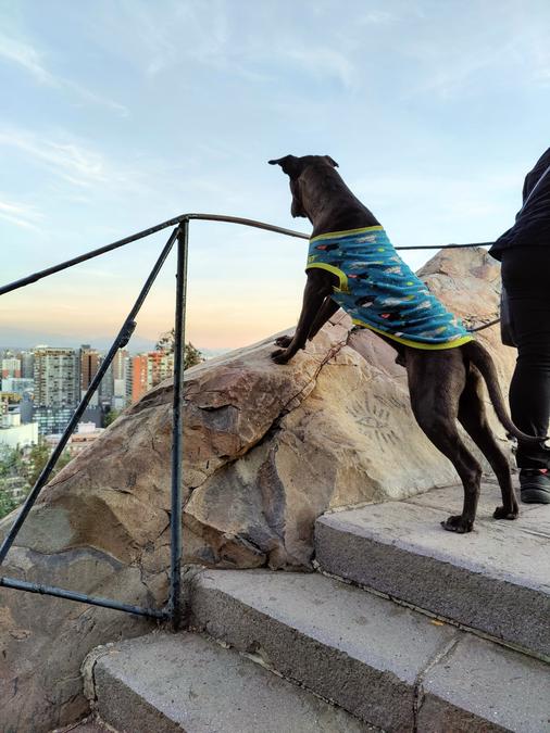 A dog enjoying the view overlooking Santiago at the top of Cerro Santa Lucía.