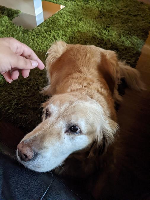 A golden retriever named Luna.